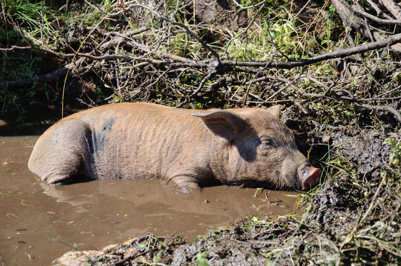 Cochon en Corse-du-Sud