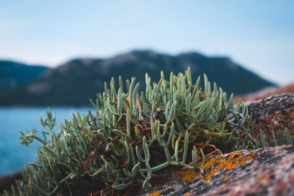 Faune et flore en Corse