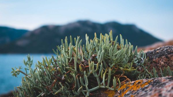 Faune et flore en Corse