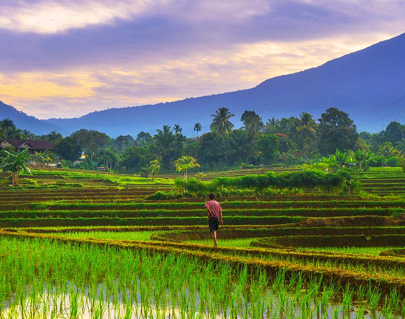 Randonnée dans les rizières à Bali.