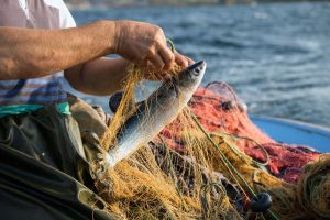 Pescatourisme