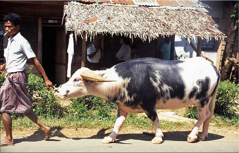 Villageois et sa vache