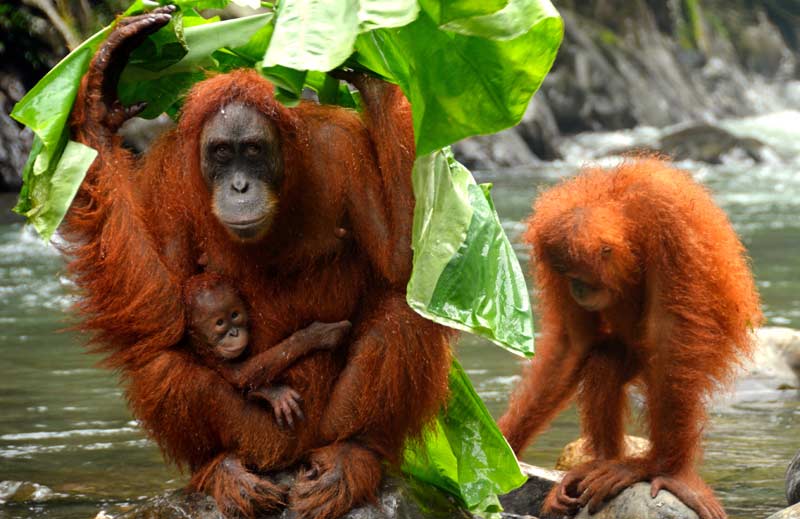 Orangs-outans de Sumatra