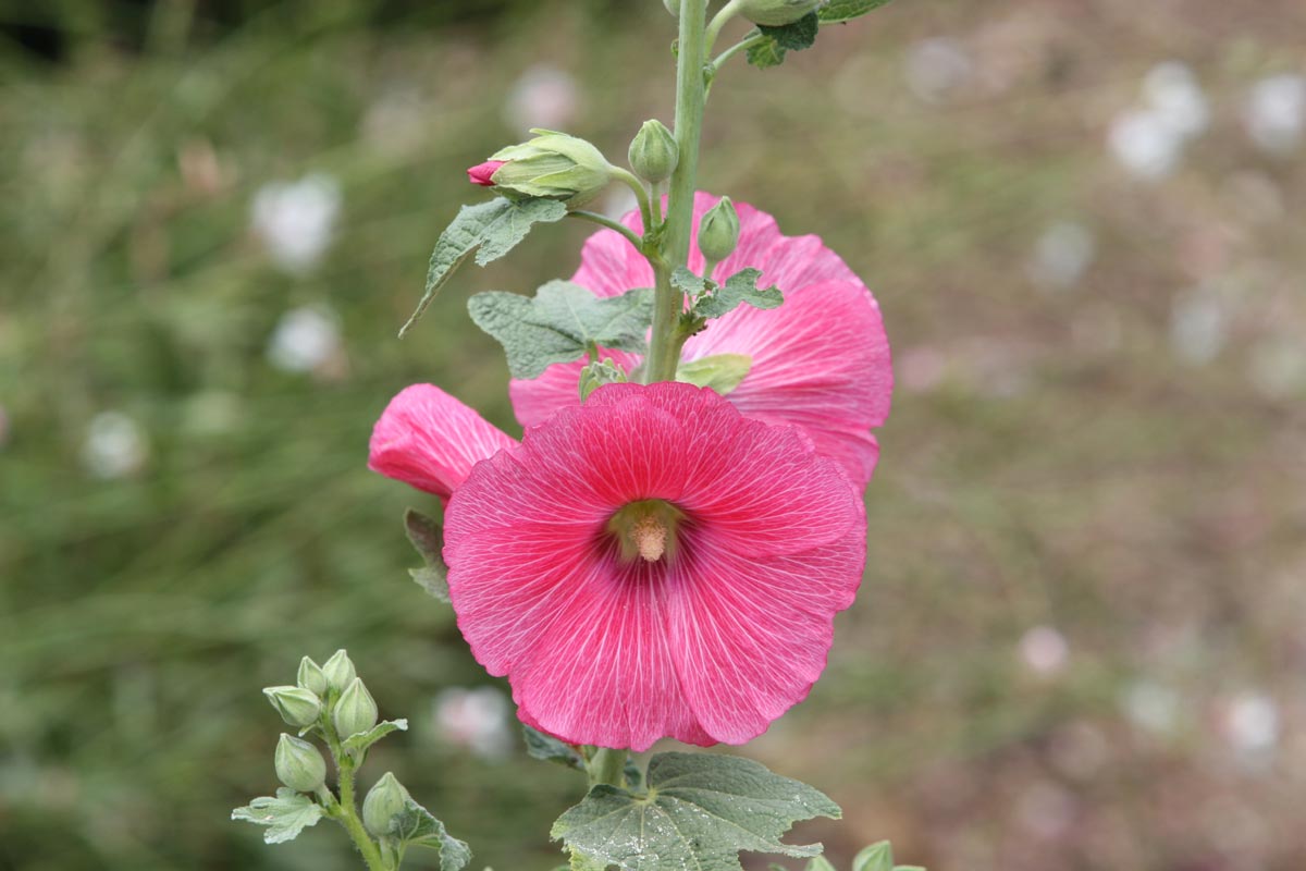 Rose trémière