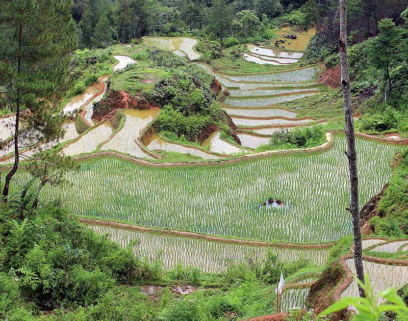 Culture agricole à Suwalesi
