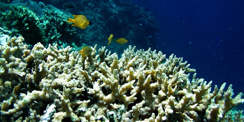 Récif corallien dans la baie de Sulawesi
