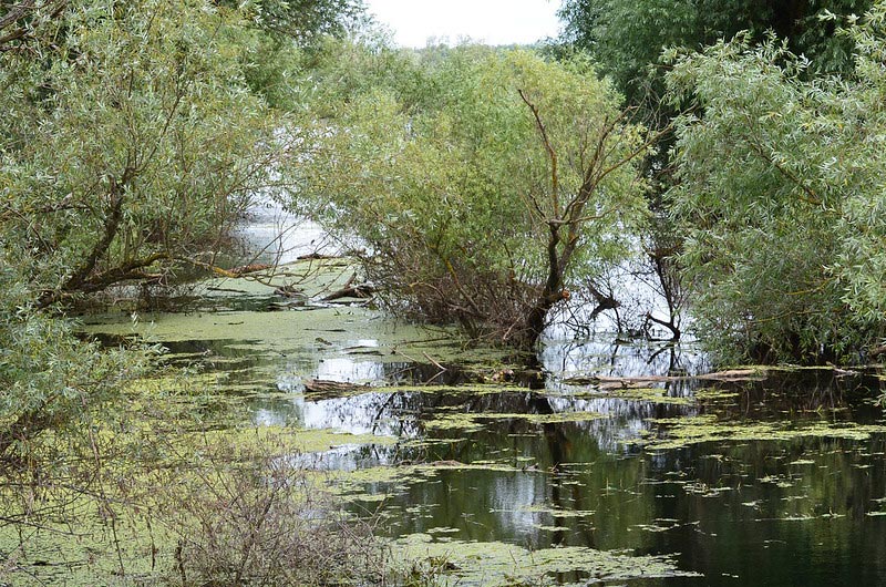 Parc de Kopacki Rit en Slavonie ( Croatie ) 