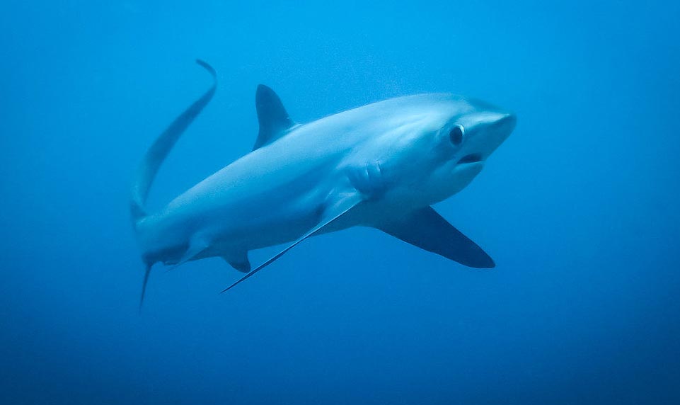 Requin